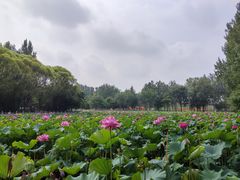 -东升八家郊野公园