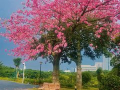 -东莞植物园
