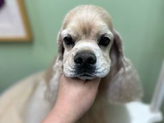 -鑫艺宠物美容培训学校