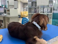 -瑞派申生动物医院·24H夜诊·国际动物医疗中心·骨外科(吴中路店)