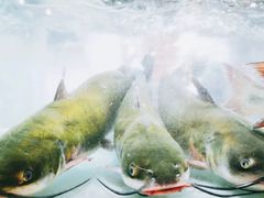 -李二鲜鱼(水晶店)