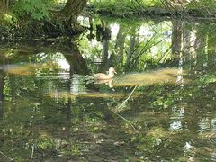 -北海道厅旧本厅舍(旧本庁舎)