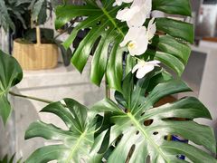 -Gigi Florist·Dk Coffee