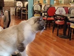 大堂-猫小院猫主题咖啡厅(北锣店)