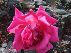 -人民公园(罗湖区)