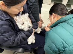 -申普宠物医院·心脏介入·心血管微创(总院)