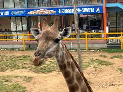 -西霞口神雕山野生动物世界