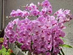 -双季花艺园艺市场(浦东店)