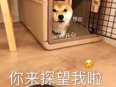 -派特宠物医院(海岸城店)