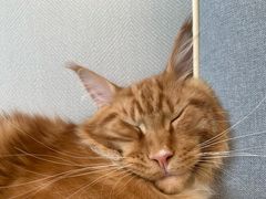 -瑞派康怡24h宠物医院·犬猫医疗中心·微创绝育(瑞景分院)