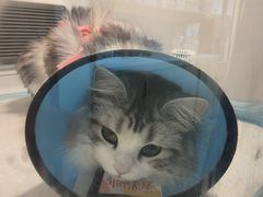 -中农大我爱我爱24h动物医院·中医针灸·猫专科·骨科医疗中心(双井店)
