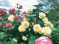 -国家植物园南园