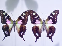 -上海昆虫博物馆