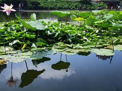 -前关湿地公园