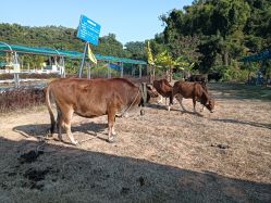 -阿菠萝小猪农场·萌宠乐园·亲子游·研学