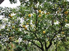 -昆山城市生态森林公园