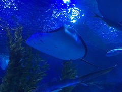 -芜湖新华联大白鲸海洋公园