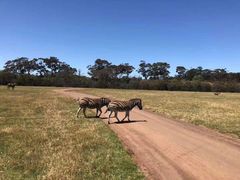 -威勒比开放式动物园