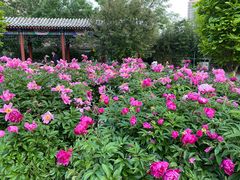 -丰台花园