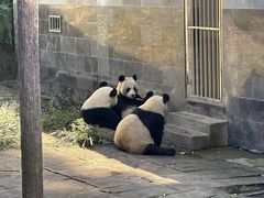 -中国大熊猫保护研究中心雅安碧峰峡基地