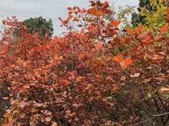 -北京西山国家森林公园