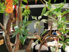 -滇铺子·云南特色菜·第九届野生菌美食节(曲靖万达店)
