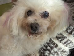 -北京派仕佳德动物医院·超导核磁·CT·神经科·骨科·内外科·急重症管理中心