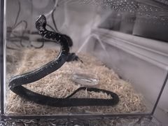 -酷以爬仙阁实体爬宠店·守宫·蜥蜴·专业繁育