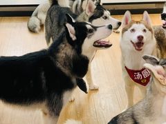 -Husky Go! 哈士奇体验馆·宠物咖啡厅狗咖