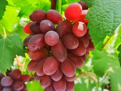 -金谷域澳洲庄园