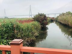 -芒洲湿地公园