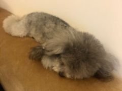 -BABYDOG宝贝狗宠物乐园(欧洲城店)