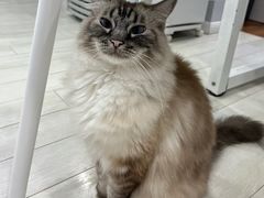 -喵的天空名猫咖啡馆·撸猫·猫舍·用品