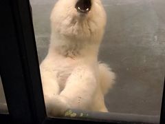 -宠物之家Pets Home 宠物寄养酒店