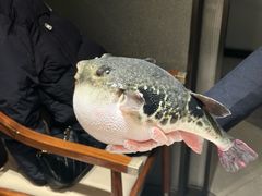 -鲐赏河豚(长寿店)