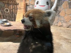 -绿色星球动物主题公园