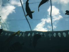 -悉尼海洋生物水族馆