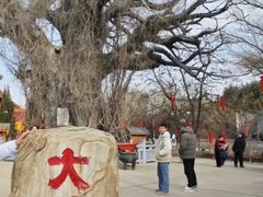 -大槐树寻根祭祖园