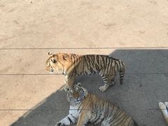 -大连森林动物园