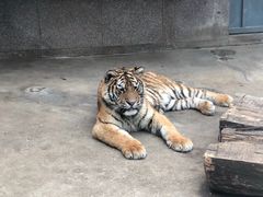 -西安秦岭野生动物园