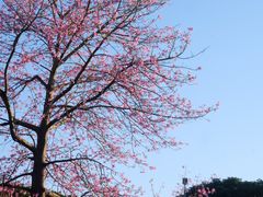 -海珠湖公园