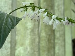 -杭州植物园