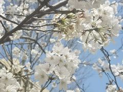 -高东镇樱花园