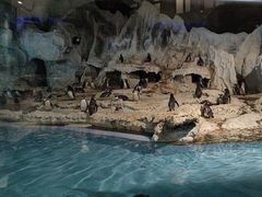 -帝企鹅自助餐厅•儿童岛•真企鹅(长隆企鹅酒店)