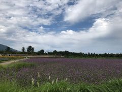 -北京东方普罗旺斯薰衣草庄园