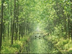 -合肥滨湖国家森林公园