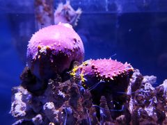 -太平洋海底世界