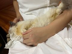 -楼上猫咖(罗湖店)
