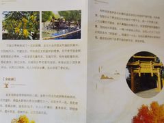 -金塔沙漠胡杨林景区