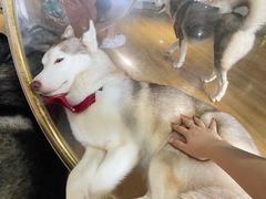 -Husky Go! 哈士奇体验馆·宠物咖啡厅狗咖